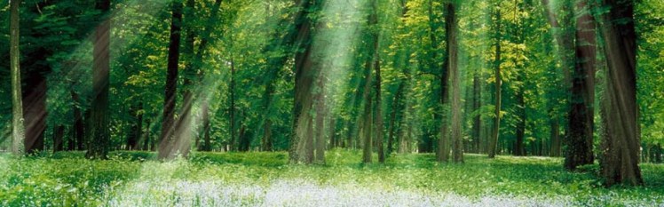 foret-slide bannière
